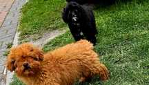 Cavapoo f1b piesek czarny