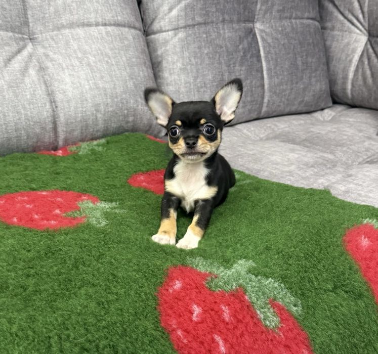 Chihuahua mini sunia czarna krótkowłosa