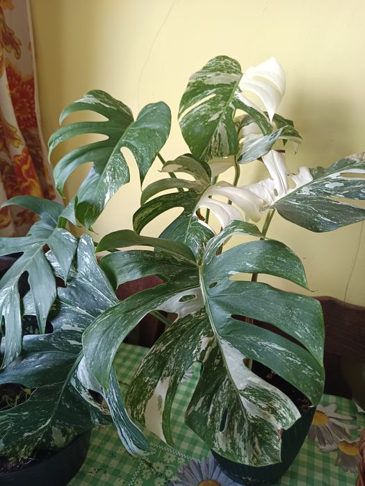 Monstera Variegata