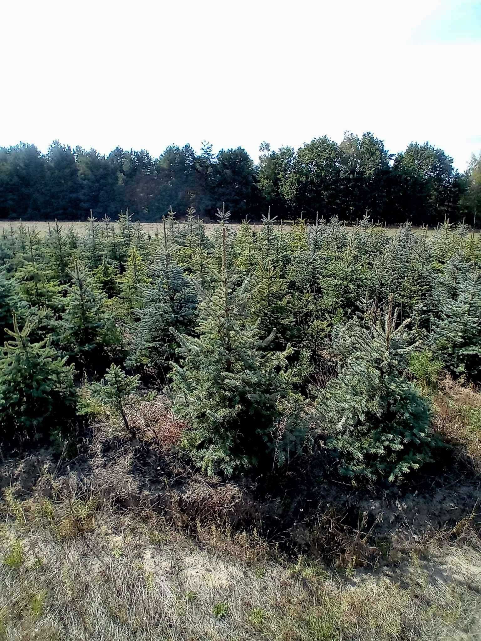 Choinki Świąteczne ŚWIERK SREBRNY