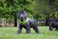 Bedlington Terrier FCI niebieski samiec