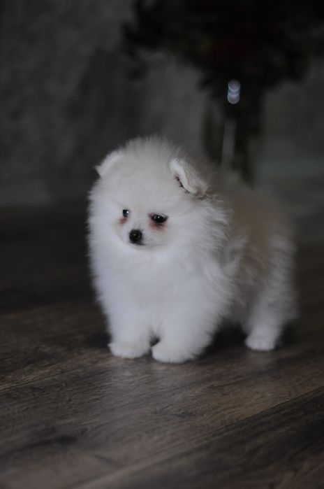 VIP мишки, белоснежные и крем