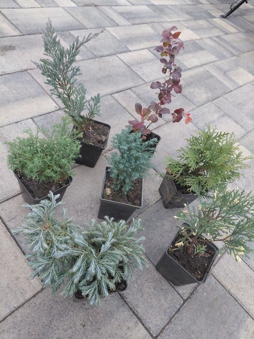 Хвойні в р9,мікс рослин
