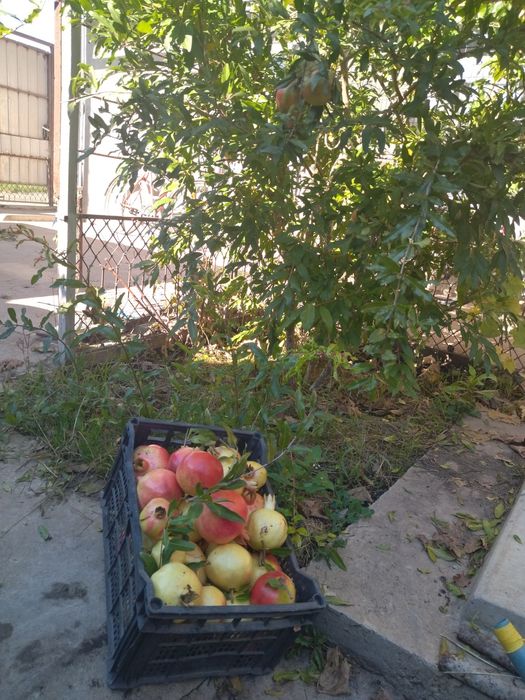 Гранат саженцы Ак-Дона