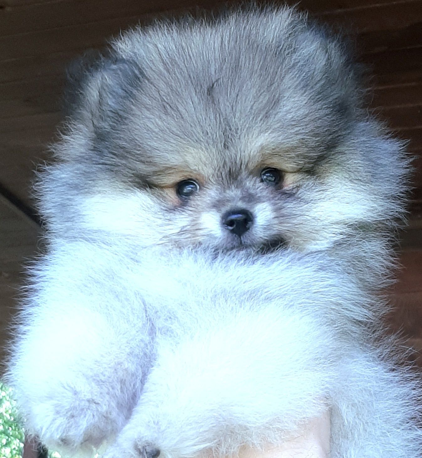 Miś xs szpic miniaturowy pomeranian