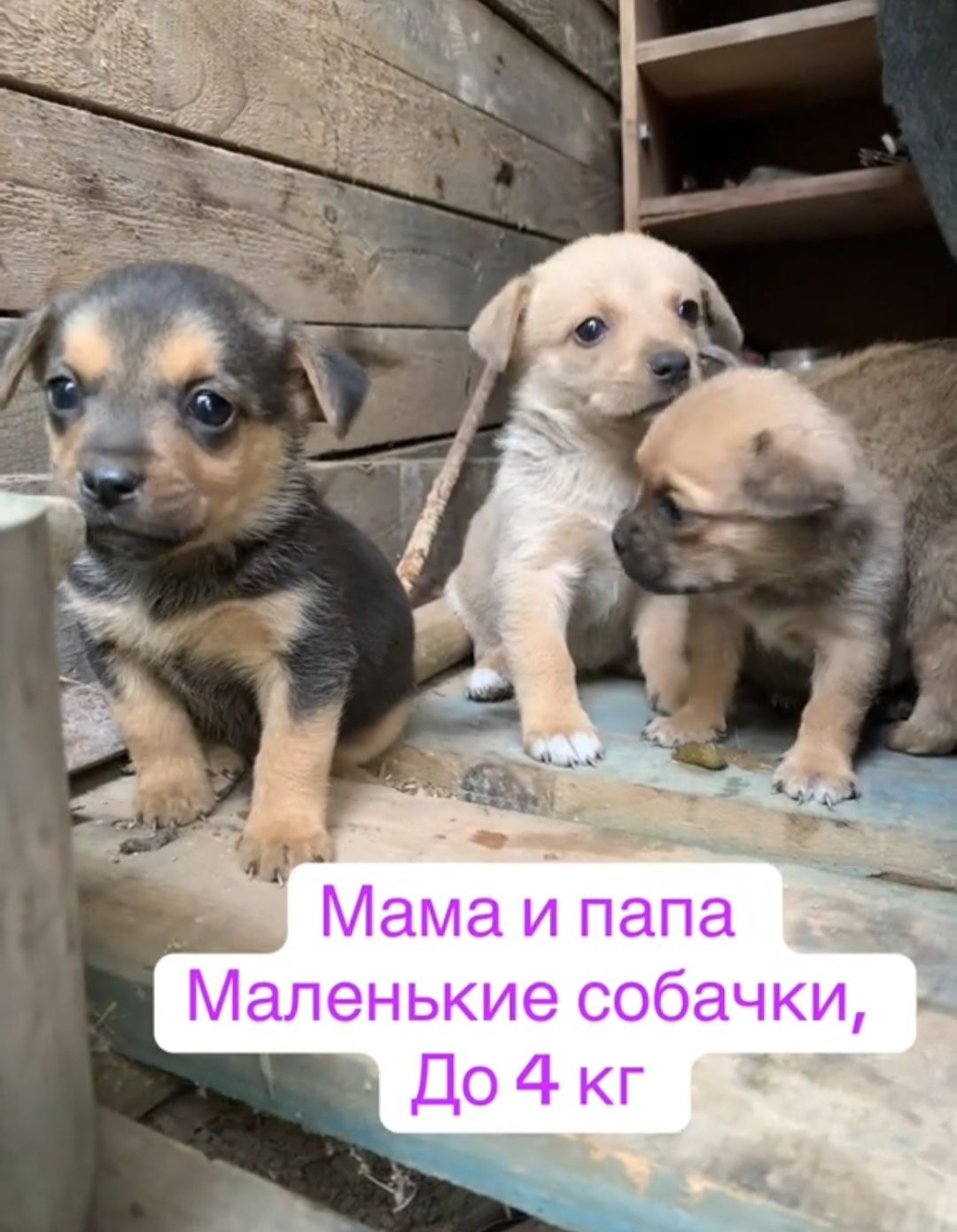 Отдам даром в добрые руки щенков метисы маленькой породы
