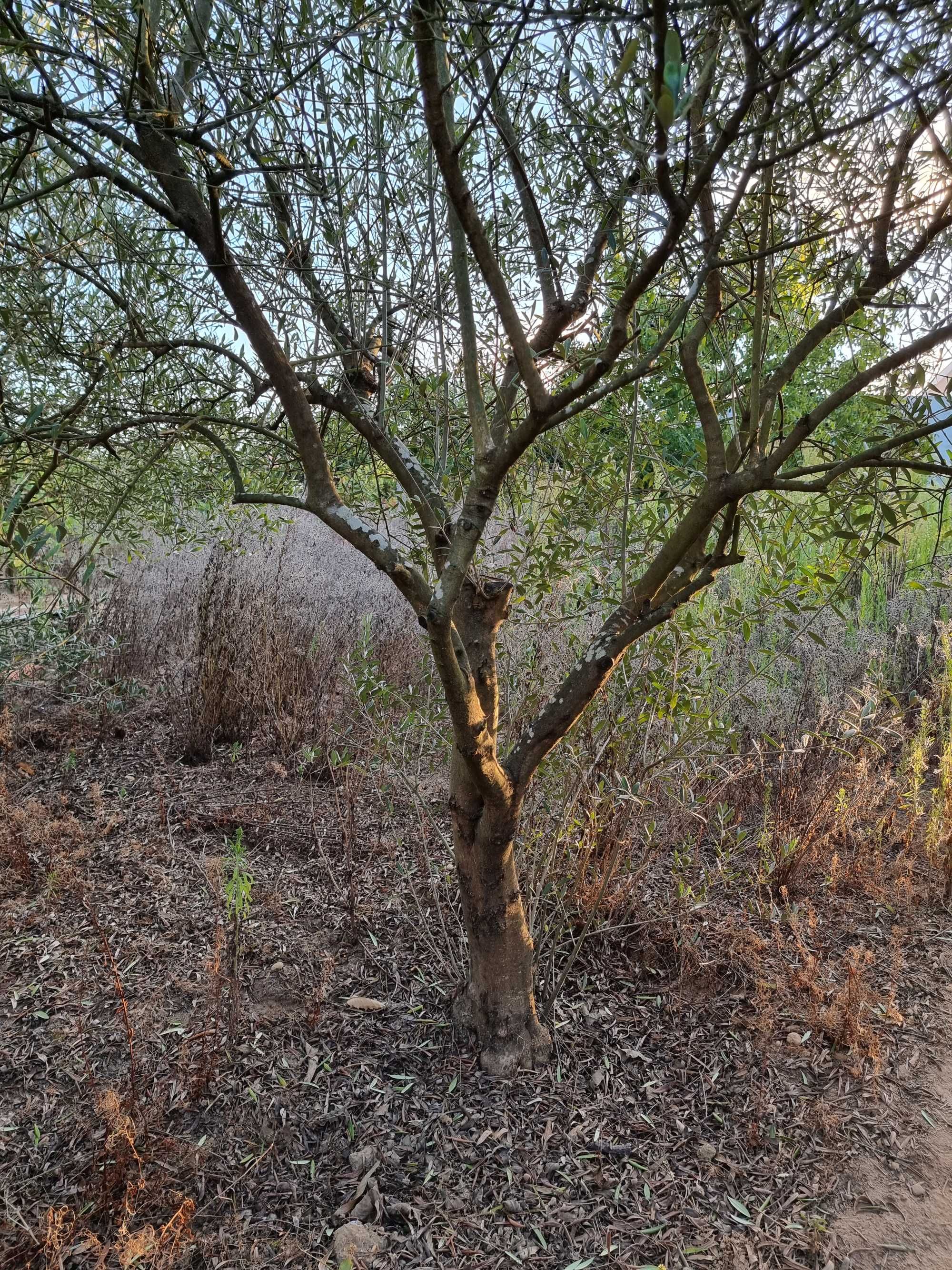 Oliveiras para venda