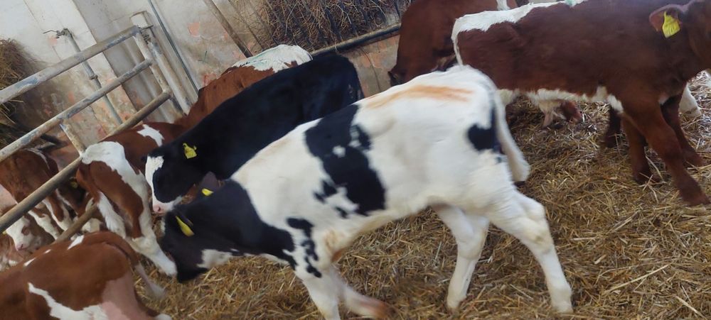 Byczki miesne jaloszki chodel