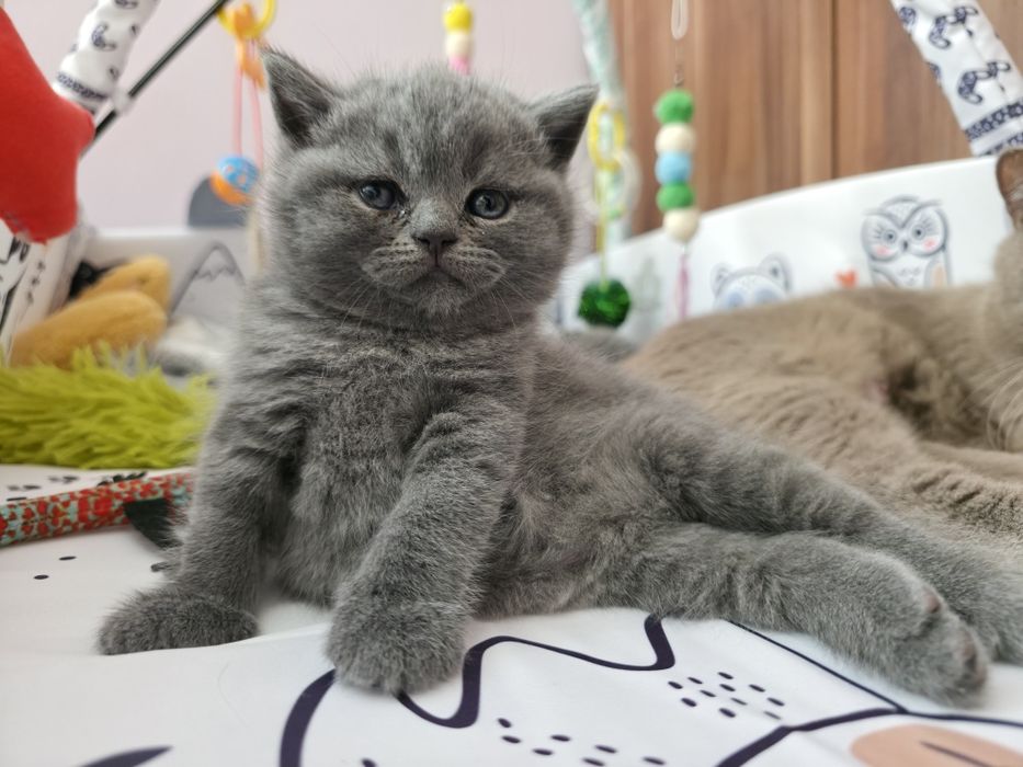 Kotka brytyjska Niebieska krótkowłosa