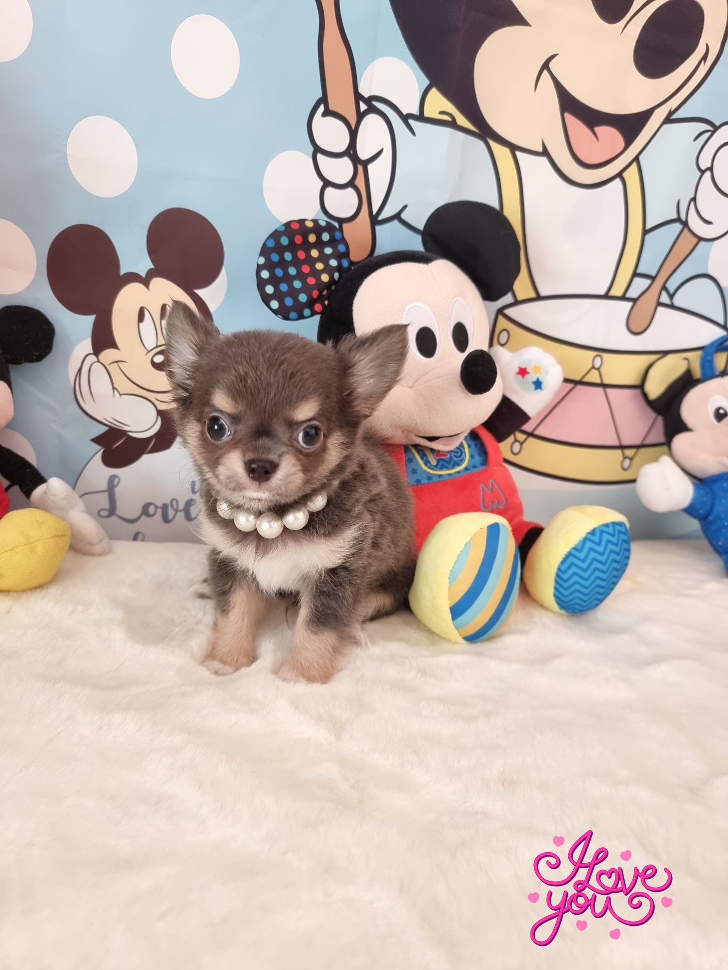 Chi macho mini cor azul c Lop e afixo criadora registada
