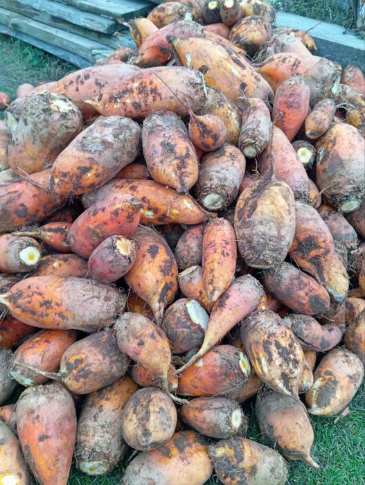 продам буряк кормовий жовтий