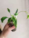 Spathiphyllum hybrid Indonesian Deli/Спатифиллум Индонезия Дели