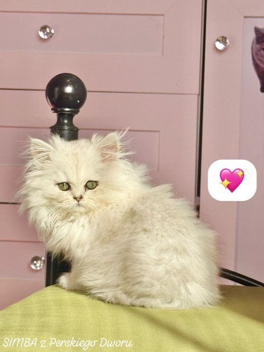 Kotka Perska z Rodowodem i Chipem Gotowa do odbioru