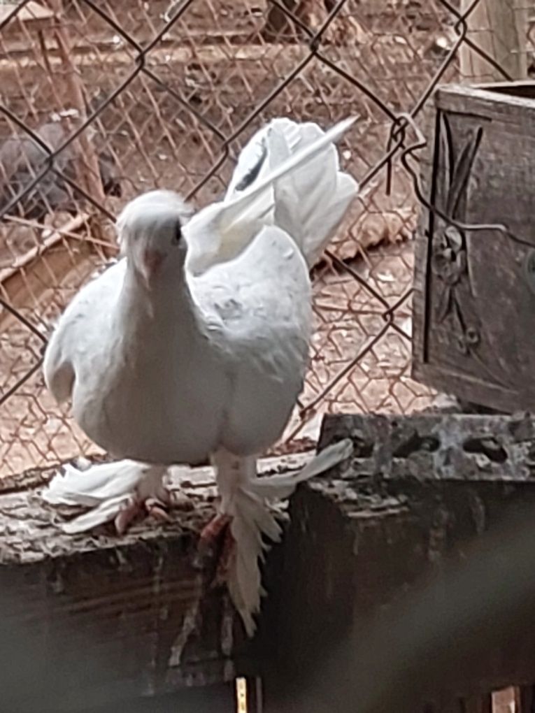 Pombos de fantasia