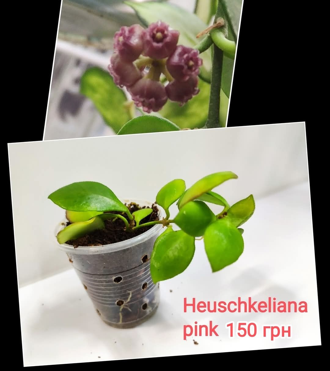 Хойи укорененные разные