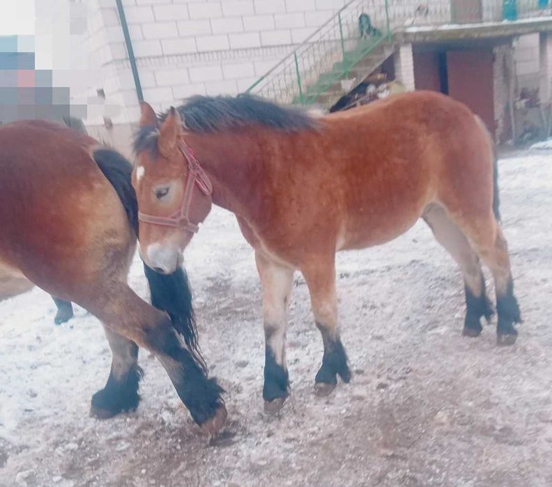 Sprzedam 2 źrebaki
