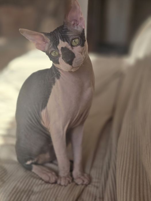 WCF DON Sphynx kotek