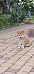 Piesek shiba inu -metryka ZKwP FCI