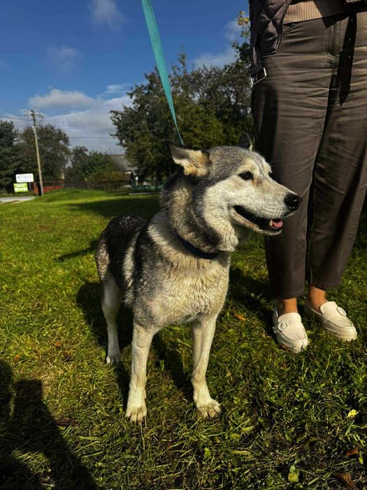 Luna w typie Husky szuka domu