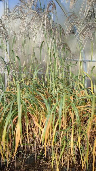 Trawy ozdobne , miskant chiński Memory w doniczkach 3 l.