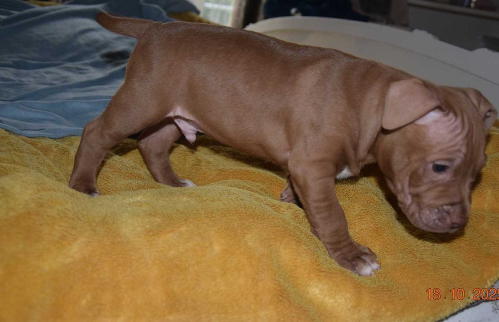 Szczeniak Pit bull Red Nose , pitbull