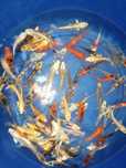 Carpas koi 7 a 8cm