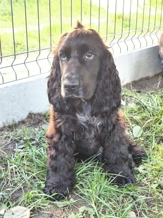 Cocker spaniel ang.samiec blue roan,już po szczepieniu na wściekliznę