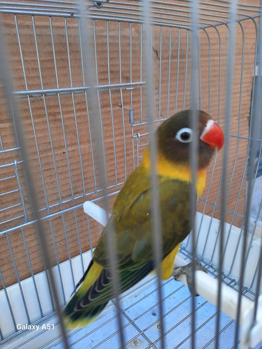 Agapornis Personata 2025 mais gaiola