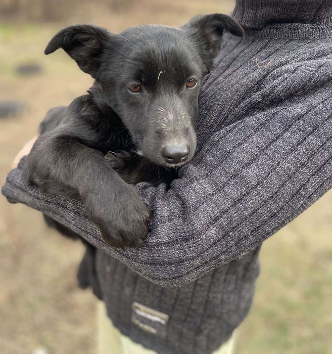 Бесплатно в добрые руки охрана.Щенок шесть месяцев.