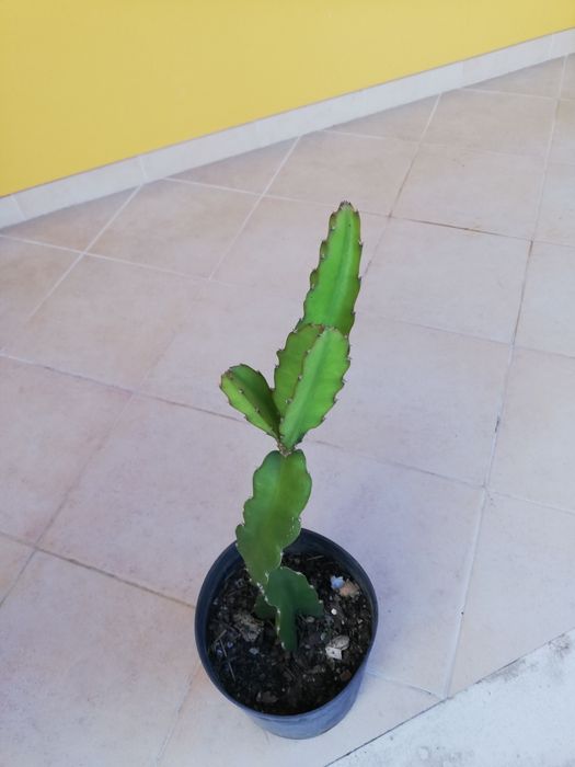 Pitaia vermelha também conhecida fruta do dragão