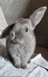 Królik baranek mini lop