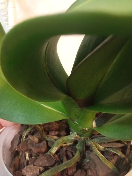 Орхідея (реанімашки)