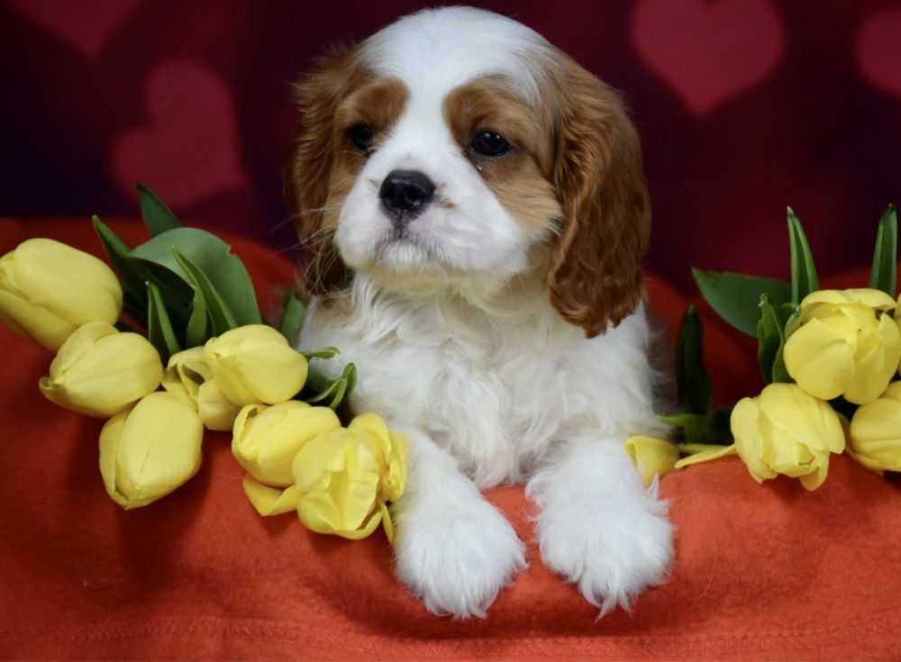 Bardzo piękny szczeniak Cavalier King Charles Spaniel FCI