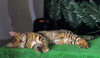 Kot toyger Bruno z rodowodem