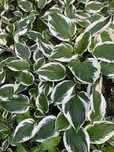 Hosta Patriot  Mrozoodporna do -40 stopni