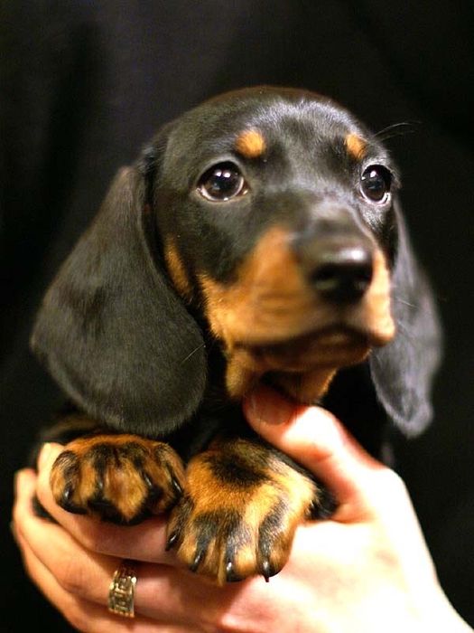 Маленька красива дівчинка, чорно підпала.