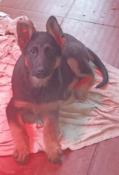 Pastor alemão pêlo curto