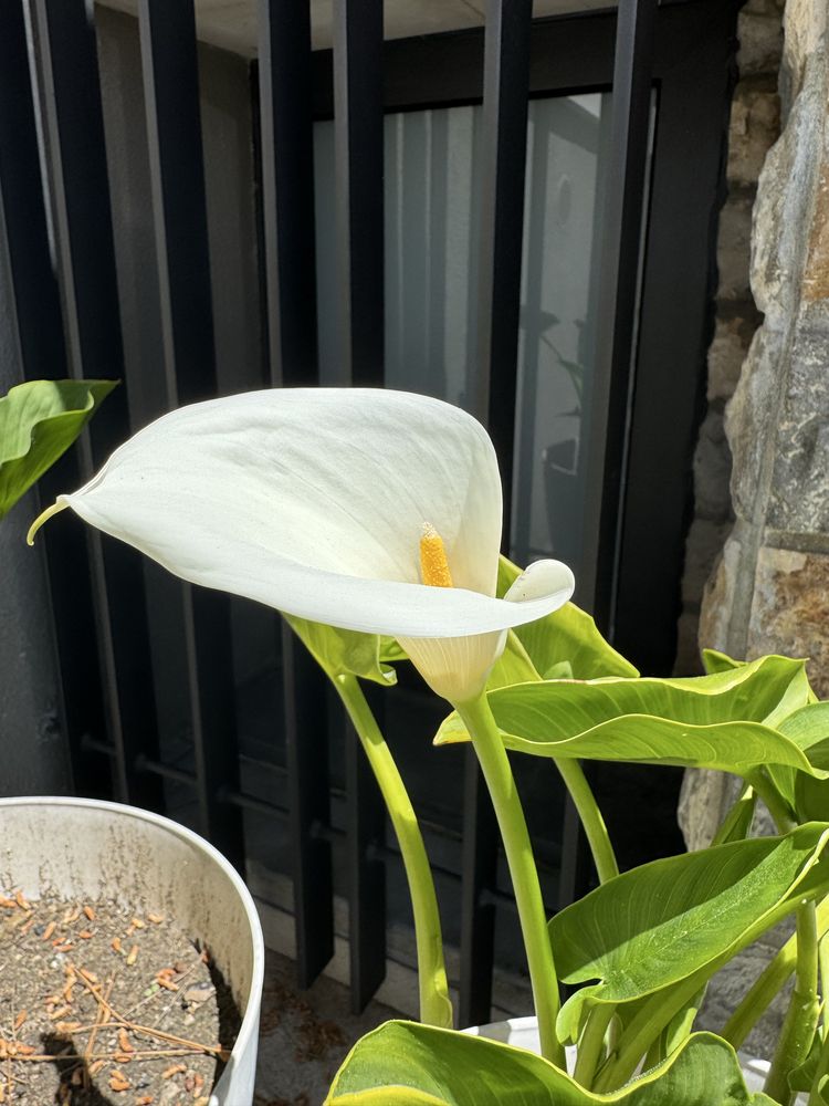 Conjunto de 2 Vasos com Jarros (Calla Lily) – Exterior/Interior