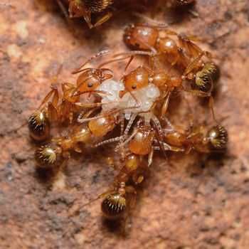 Aphaenogaster splendida экзотические муравьи формикарий