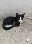 Gatinho para adoção