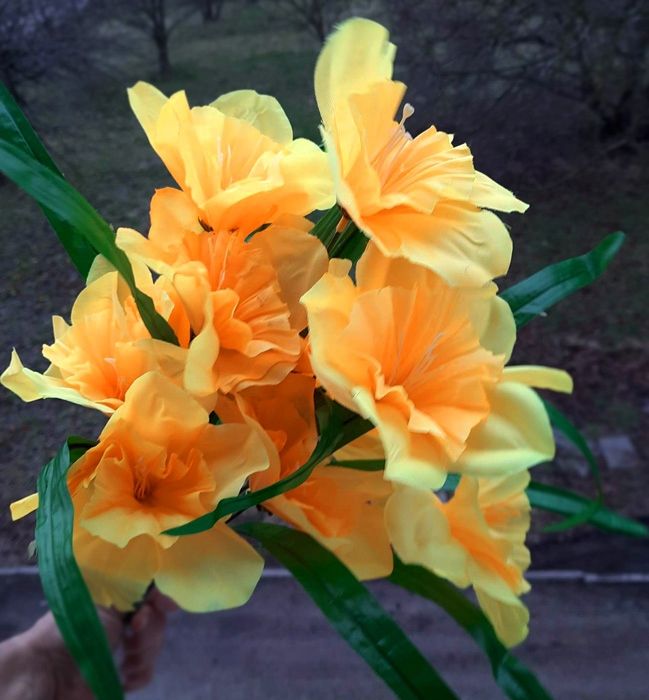 Żonkil Bukiet 40 Cm 12 Kwiatów Z Długimi Listkami Żółto-Pomarańczowy