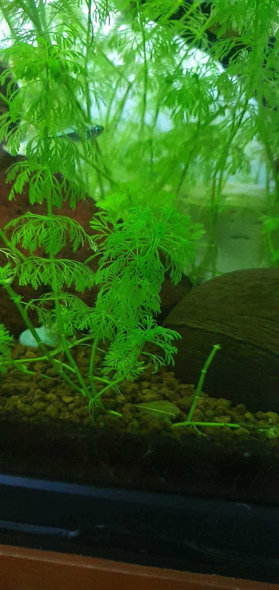 Limnophila Sessiliflora
