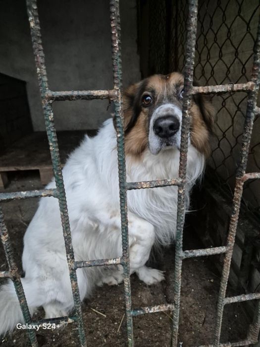 Zwrot po 6 latach od adopcji, szukamy domu!!