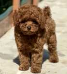 Хлопчики toy poodle