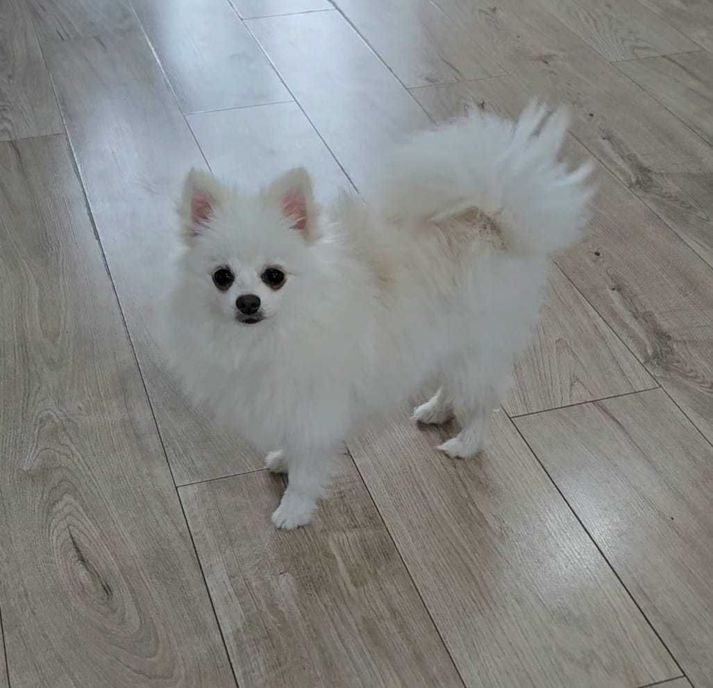 POMERANIAN - Do odbioru - Pełna dokumentacja ! Rodowód - Umowaq - Chip