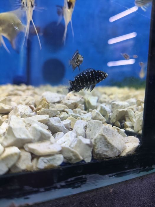 Ciclideos do tanganyika,Tropheus duboisi