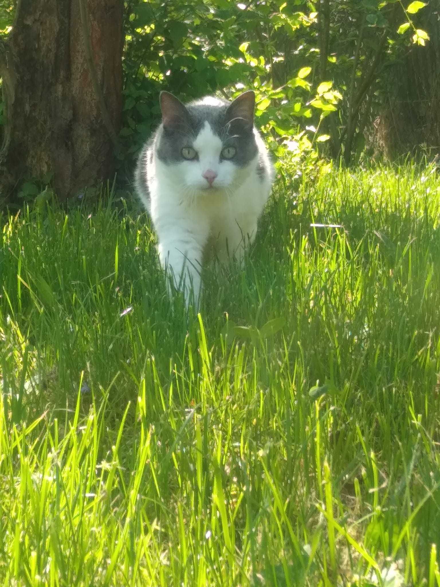 Zaginęła kotka ma na imię Luna, Widoradz w Wieluniu pochodi z 3 Maja