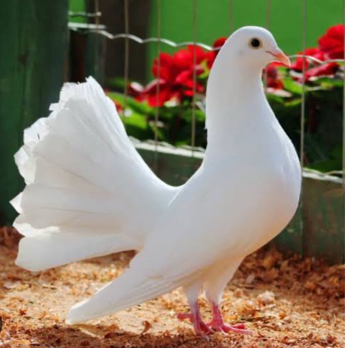 Pombas Brancas de Leque