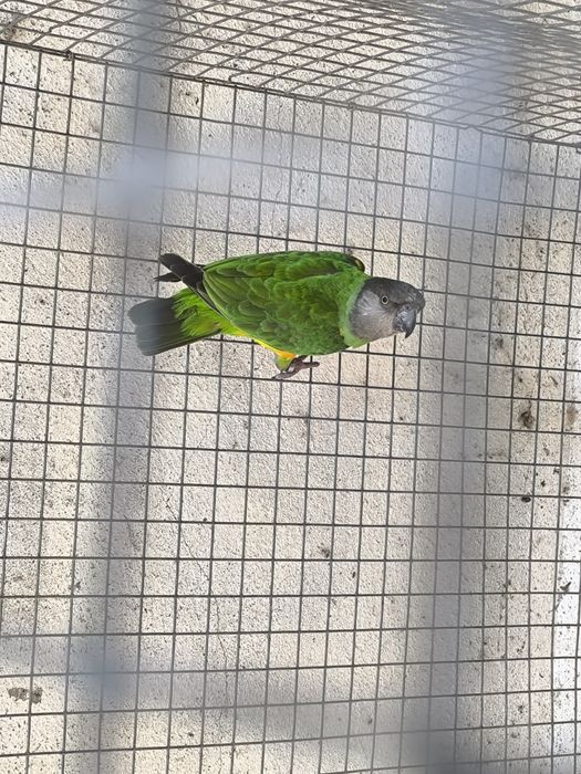 Papagaio do Senegal