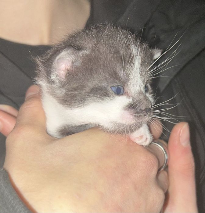 Oddam kotki w dobre ręce